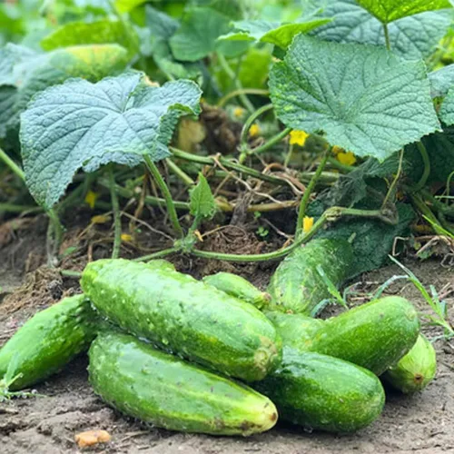 Vista 5 de 2 plantas de pepino verde vivas para plantar, plantas de pepino vivo para plantar, planta vegetal de 4 a 7 pulgadas de alto