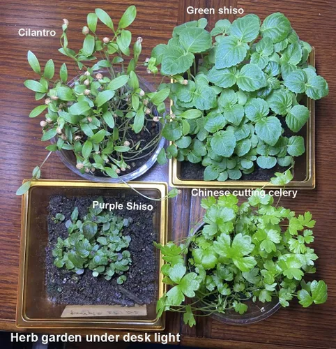 Vista 4 de Paquete de semillas de hierbas verdes coreanas de shiso/egoma/sesami + semillas de rábano coreano para plantar
