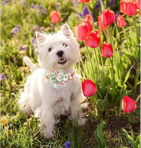 Vista 85 de Collar de perro Lionheart Glory, collar de perro rosa con flor, lindo collar para mascotas con patrón floral ajustable para perros pequeños Rosado