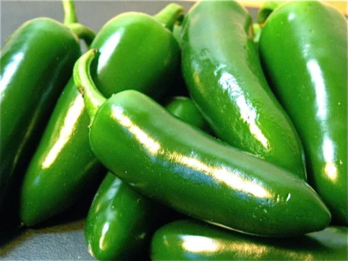 Vista 3 de Semillas gigantes de pimienta jalapeño enormes PODS grandes rellenos MILD.(10 - Semillas)