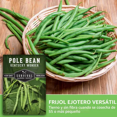 Vista 4 de Semilla de judía polera Kentucky Wonder para plantar - 1 paquete con instrucciones para plantar y cultivar judías verdes en tu jardín de hortalizas