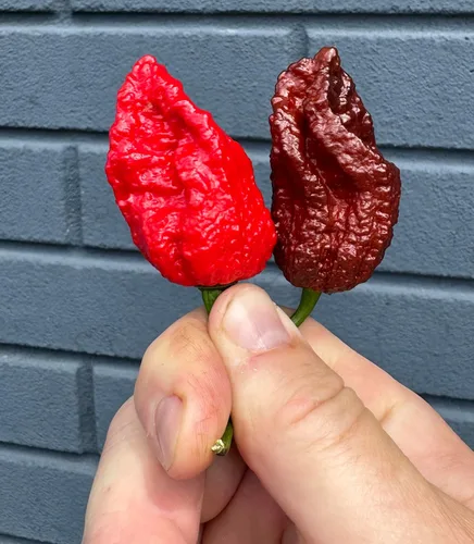 Vista 2 de Chocolate Dead Remmert Ultra Hot Pepper Semillas prémium para plantar