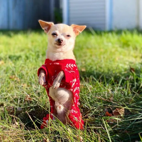 Vista 5 de CuteBone Pijamas de Navidad Suaves y Elásticos para Perros - Pijamas Acogedores para Mascotas Mono Transpirable para Perros Pequeños - Atuendo