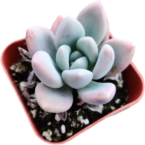 Vista 3 de Plantas de cactus suculentas vivas de USKC (maceta de 2 pulgadas) (Adromischus Maculatus)