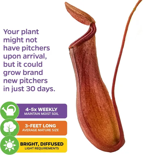 Vista 4 de Planta carnívora tropical Nepenthes Alata para jarrón, planta viva