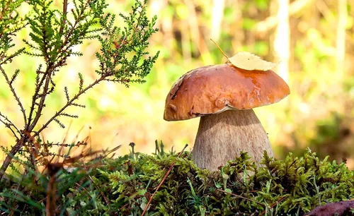 Vista 7 de Semillas Porcini Setas Esporas - Heirloom - Libre de OGM
