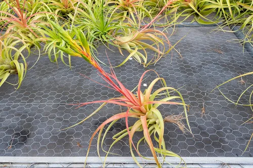 Vista 5 de Air Plant Shop Tillandsia Roland Gosselini - Plantas suculentas vivas para el hogar, decoración del hogar y el jardín, plantas