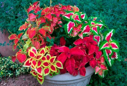 Vista 5 de Semillas Coleus Mix Flores anuales de interior para plantar