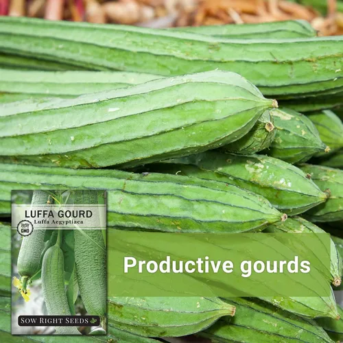 Vista 5 de Sow Right Seeds - Semilla de calabaza Luffa para plantar - Paquete de reliquia sin OMG con instrucciones para plantar un huerto casero - Cultiva tu