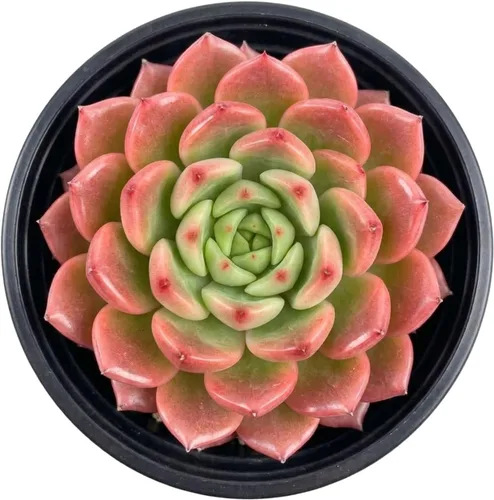 Vista 5 de Plantas suculentas vivas de 2 pulgadas, cactus con cono de pino, mini suculentas en maceta, planta de interior de fácil cuidado, regalos únicos