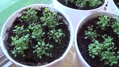 Vista 4 de UPC0764425786825 - Semillas de menta, hierba (Mentha x piperita) de Robsrareandgiantseeds UPC0764425786825 Sin OMG, orgánico, cultivador de EE. UU.