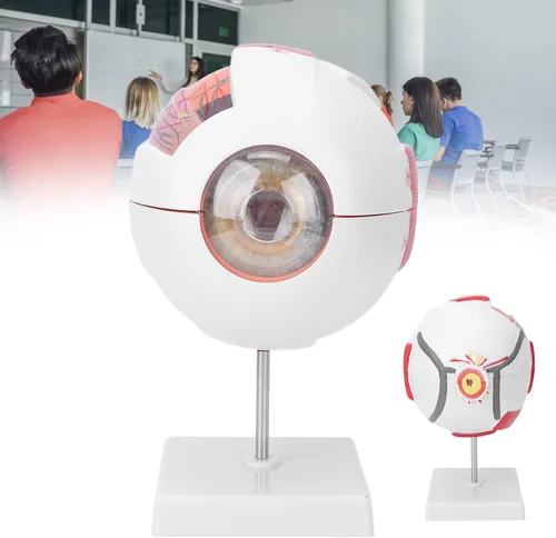 Vista 3 de Modelo de globo ocular humano 6 veces ampliado 7 piezas modelo de ojo para ciencia educación exhibición aprendizaje herramienta de enseñanza