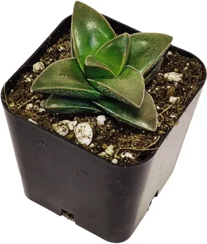 Vista 2 de Plantas suculentas vivas de USKC (maceta de 5 cm Crassula 'Tiempo de primavera')