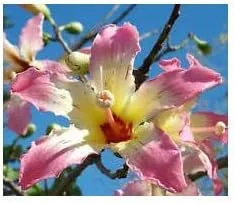 Vista 2 de Chorisia speciosa árbol con flores exóticas botella de seda kapok semillas 20 semillas