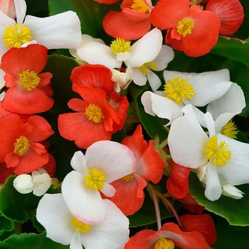 Vista 7 de Park Seed Semillas de begonia rosa Dragon Wing, incluye 10 semillas por paquete Ala de dragón rosa