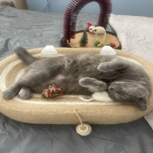 Vista 8 de Cama rascador para gatos 3 en 1, tabla rascador de sisal para gatos, almohadilla ovalada para arañazos de gatos, duradera para rascar, cama redonda