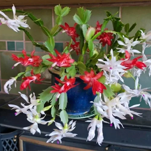 Vista 3 de Planta de cactus de Navidad viva, flores rojas y blancas, suculentas navideñas en maceta de 6 pulgadas para cultivo en interiores o exteriores