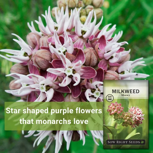 Vista 3 de Sow Right Seeds - Semillas llamativas de algodoncillo para plantar - Atrae monarca y otras mariposas a tu jardín - Semillas de reliquia sin OMG