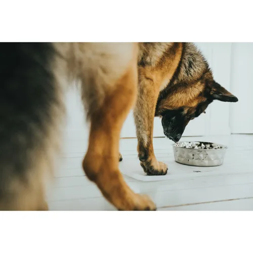 Vista 6 de Comedero para Perro Hunter Silicona Acero Inoxidable 1,05 L