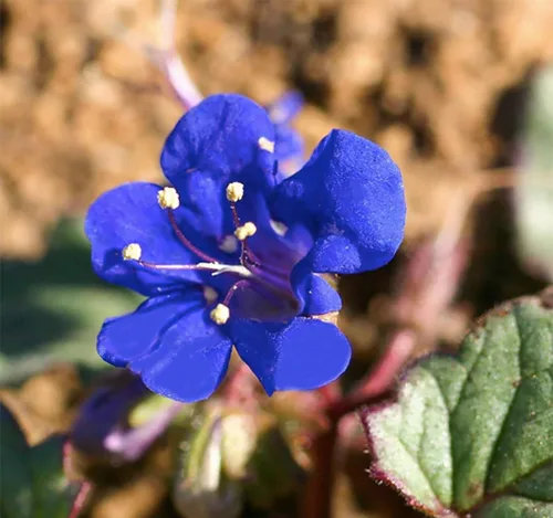 Vista 2 de Más de 3,000 semillas de flores silvestres de campanillas de California, flor silvestre nativa de California, Nemophila Menziesii S