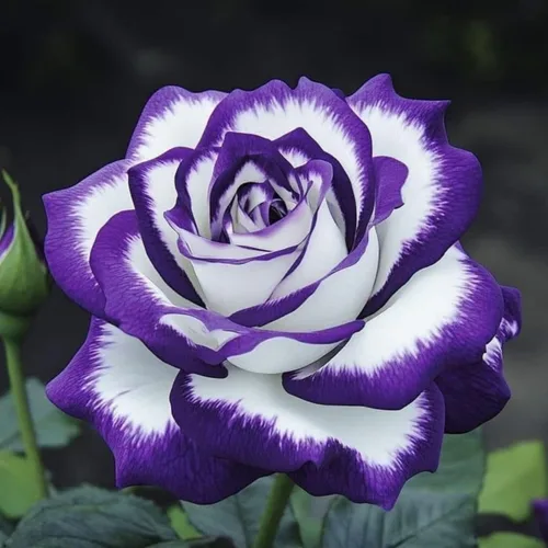 Vista 5 de Más de 220 semillas de rosas híbridas para plantar rosas trepadoras, arbustos perennes, plantas ornamentales de larga floración para decoración