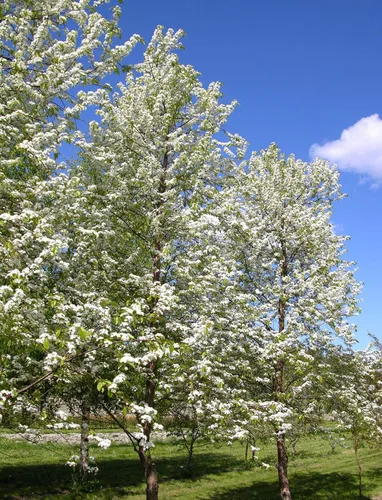 Vista 6 de Fire Cherry Tree Semillas Premium Prunus pensylvanica 'Fruit' Plants' (Premium Seeds, 5)