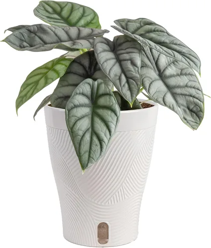 Vista 21 de Costa Farms – Planta de Pothos Albo Variegado viva en maceta auto-regante, purificadora de aire para interior, perfecta para decoración del hogar