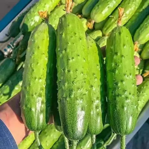 Vista 3 de 2 plantas de pepino verde vivas para plantar, plantas de pepino vivo para plantar, planta vegetal de 4 a 7 pulgadas de alto