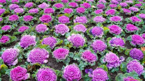 Vista 4 de Semillas Floración Kale Mezcla con Flecos - Vegetales de reliquia - Libre de OGM