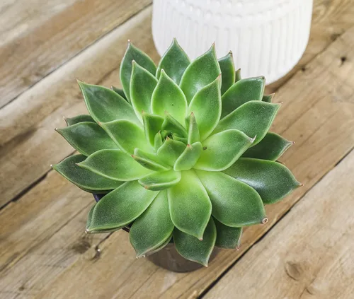 Vista 7 de Suculentas Echeveria de 1 cuarto de galón, 4 unidades, suculentas vivas recuerdos de fiesta en macetas suculentas, plantas suculentas vivas plantas