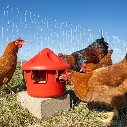 Vista 4 de Premier 1 - Comedero para grano de aves y concha de ostras, 6 libras.