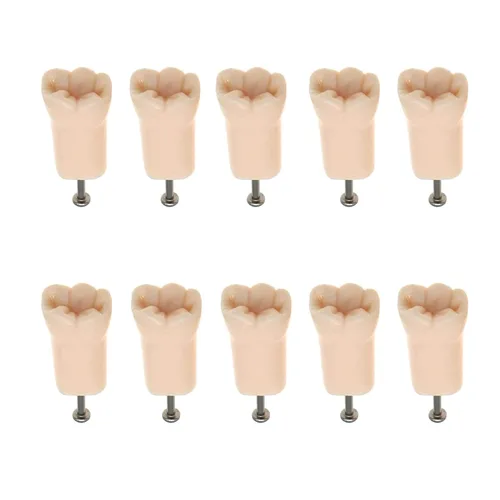 Vista 7 de Modelo de estudio de dientes de práctica de Typodont dental, modelo de estudio, dientes de repuesto individual, enseñanza de estudiantes