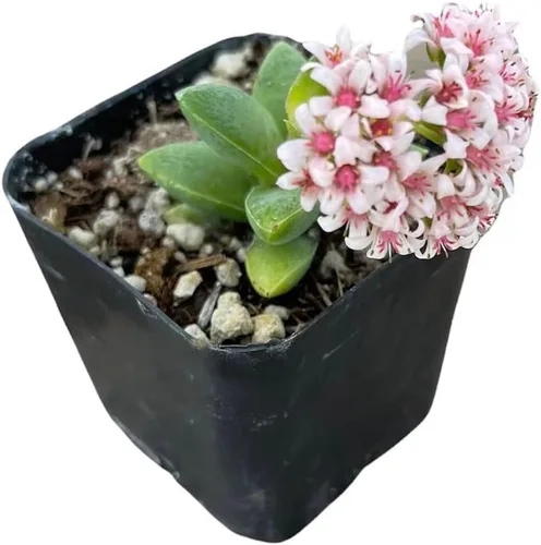 Vista 14 de Plantas suculentas vivas de USKC (Crassula de 2.5 pulgadas 'Spring time')