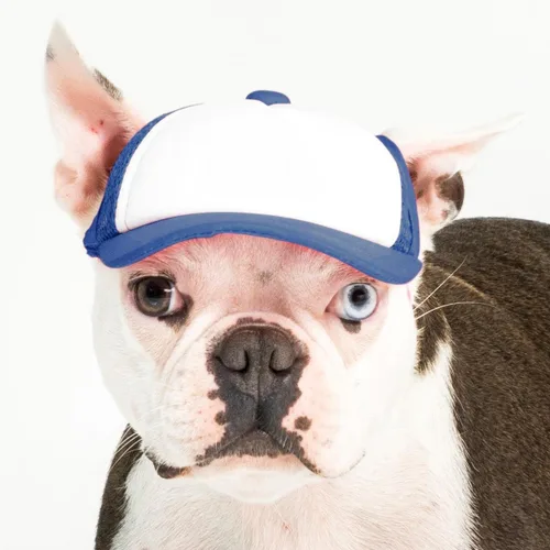 Vista 27 de DIY PupLid Trucker Hats (negro/blanco, XXS) - Sombrero de perro personalizable, lona en blanco para diseño personalizado, ajustable, protección
