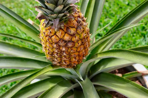 Vista 4 de Planta de piña - Planta viva en una maceta de cultivo de 4 pulgadas - Ananas Comosus - Árboles frutales de inicio listos para el patio y el jardín