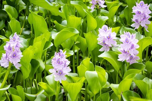 Vista 2 de Jacinto de agua: plantas flotantes fáciles para tu acuario o estanque (1 planta)