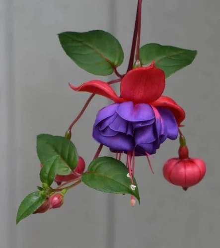 Vista 4 de 100 piezas de semillas de flores fucsias perennes para el hogar, bonsái
