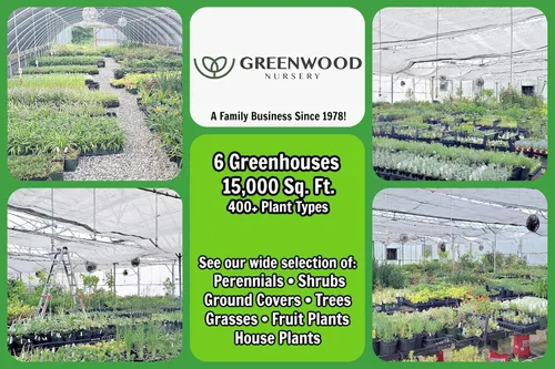 Vista 7 de Greenwood Nursery: Plantas vivas de cobertura del suelo - Bugleweed Blueberry Muffin + Ajuga Reptans - [Cantidad: 1x Maceta de Pinta]