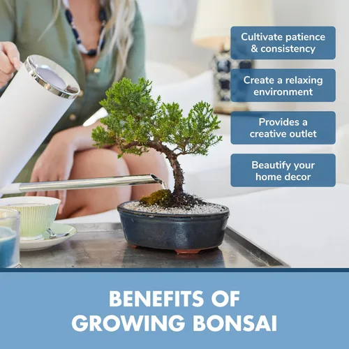 Vista 6 de Kit de principiantes de semillas de árbol Bonsai, Mini juego de cultivo de plantas Bonsai, 4 tipos de semillas, macetas, tijeras de podar