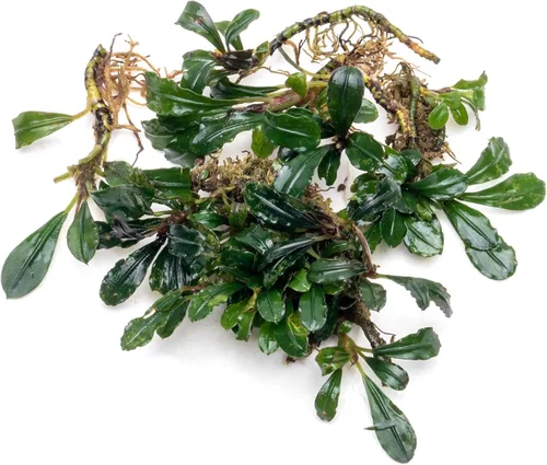 Vista 25 de SubstrateSource Bucephalandra Brownie Phantom - Planta de acuario viva – Decoración natural de pecera de agua dulce, decoración acuática