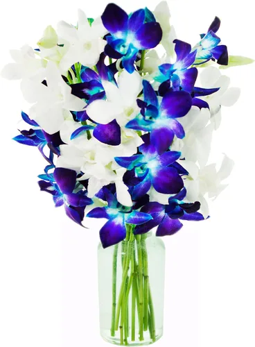 Vista 19 de Kabloom 10 Tallos Blue Valentine Dendrobium orquídeas, 2.5 libras