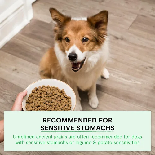 Vista 4 de Open Farm - Alimento seco para perros con cerdo y granos ancestrales, receta de cerdo criado de forma humanitaria con granos sanos, sin saborizantes