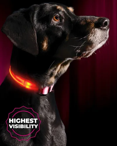 Vista 9 de Collar para perros LED Illumiseen, recargable por USB, Anaranjado encendido