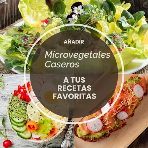 Vista 5 de Mountain Valley Seed Co - Semillas de rábano y microgreens Flecha roja Variety - 1 LB - Non-GMO - Heirloom - Fast-Growing, Spicy Radish Sprouts &