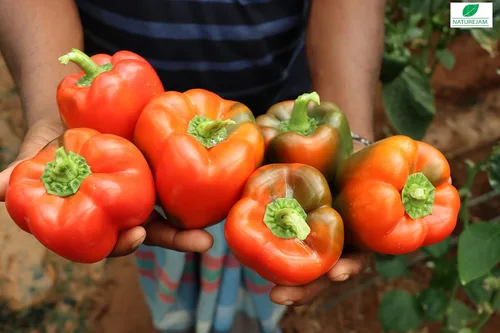Vista 4 de Red BELL Peppers - Bolsa a granel de 1 libra, sellada térmicamente para mantener la frescura, condimento para especias trituradas y secas