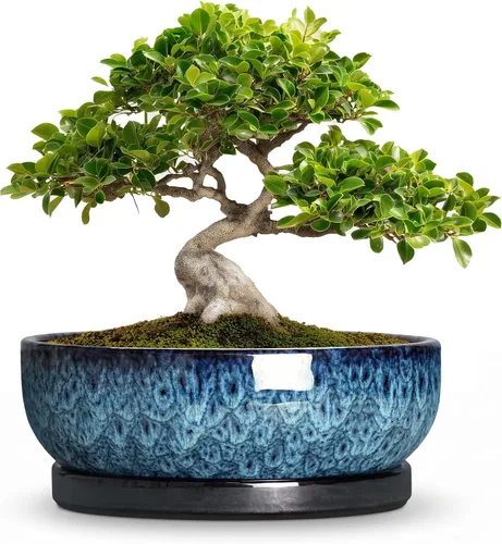 Vista 55 de Succulent Pots, 6 Inch Ceramic Bonsai Pots with Saucer, Blue