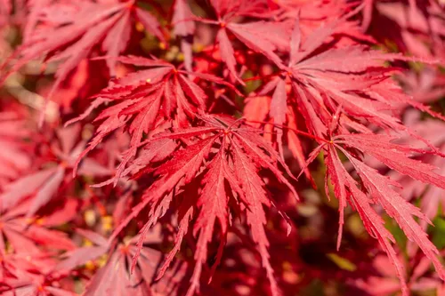 Vista 6 de 10 INABA SHIDARE Maple Weeping Red Laceleaf Japanese Acer Palmatum Dissectum Tree Seeds