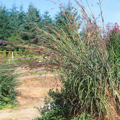 Vista 7 de Outsidepride Semilla de hierba azul grande de andropogon perenne, 1 libra, temporada cálida, resistente a la sequía, semillas de hierba de pradera