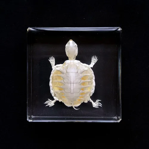 Vista 14 de Especímenes reales de cigarras en resina, pisapapeles artesanales, colección de taxidermia de animales para educación científica y adorno de cicada
