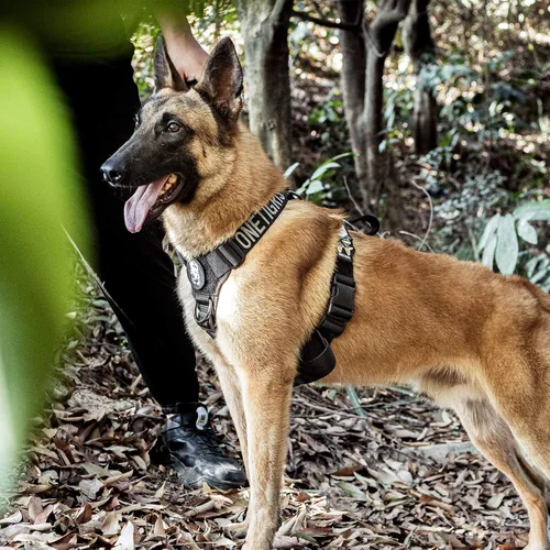 Vista 2 de Arnés ligero sin tirones para perro, perfecto para caminar y senderismo con perros pequeños a grandes (negro, XL)